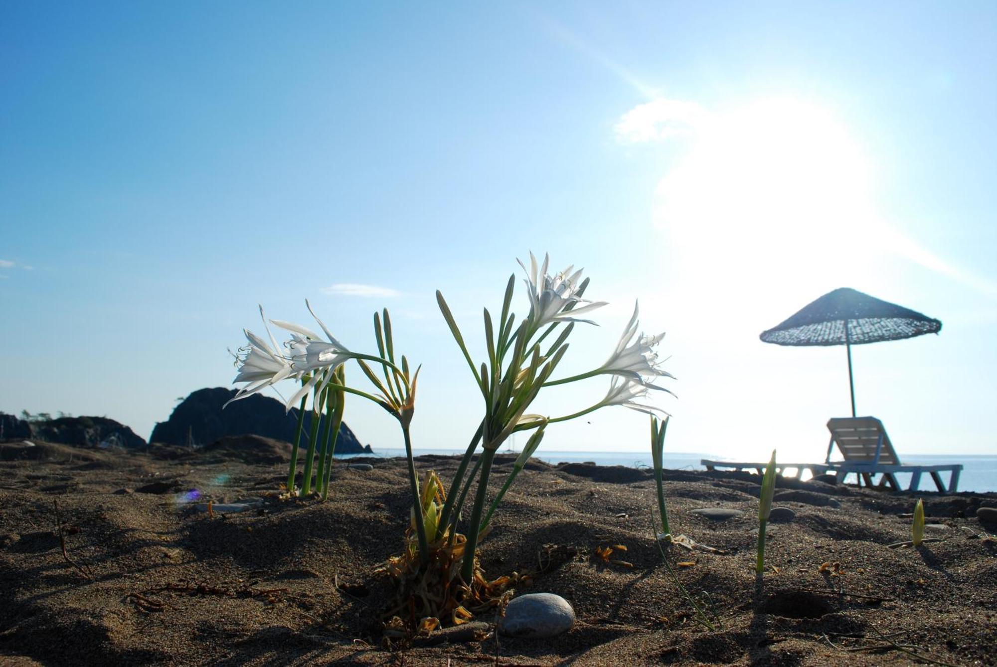 Ugur Pansiyon Bungalows Çıralı Esterno foto