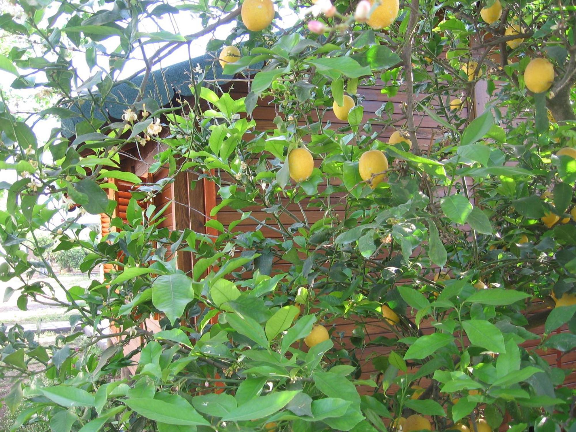 Ugur Pansiyon Bungalows Çıralı Esterno foto